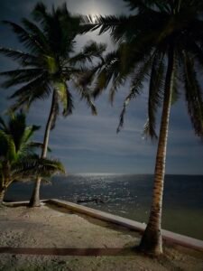 Moon lit Palm Trees