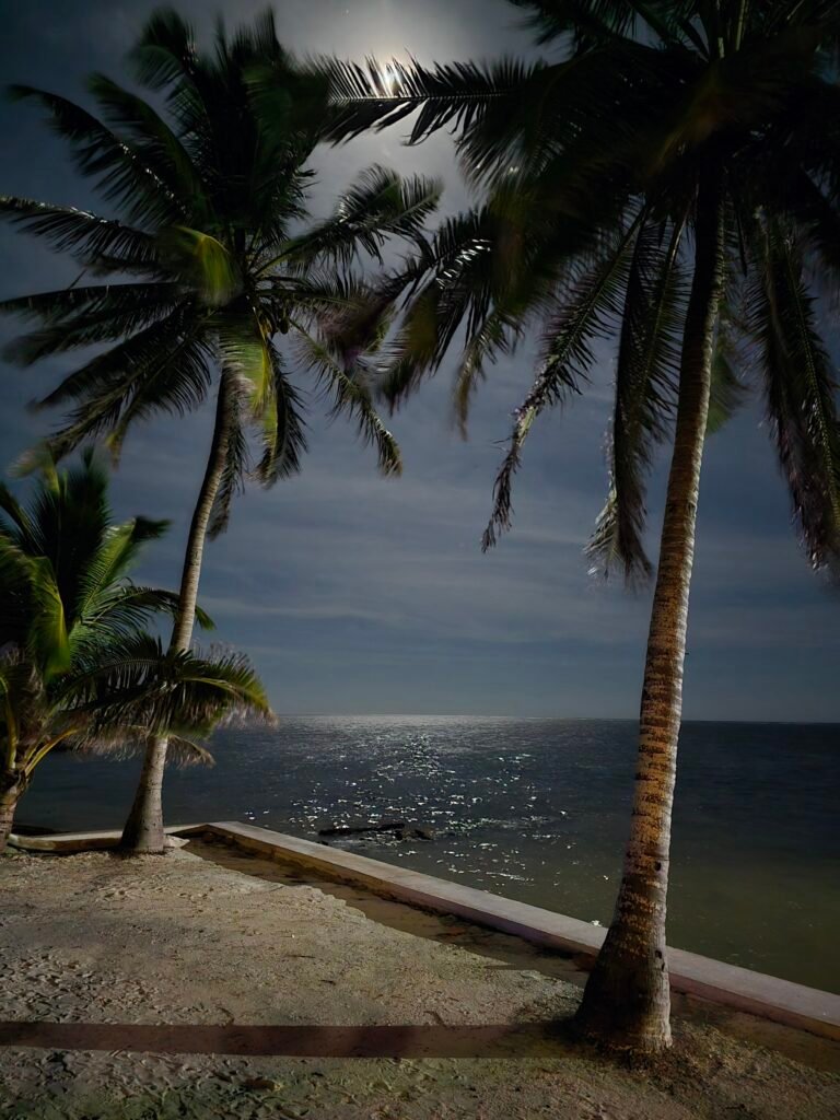 Moon lit Palm Trees in San Pedro, Ambergris Caye